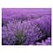 Designart - Blooming Purple Lavender Field - Farmhouse Canvas Wall Art Print